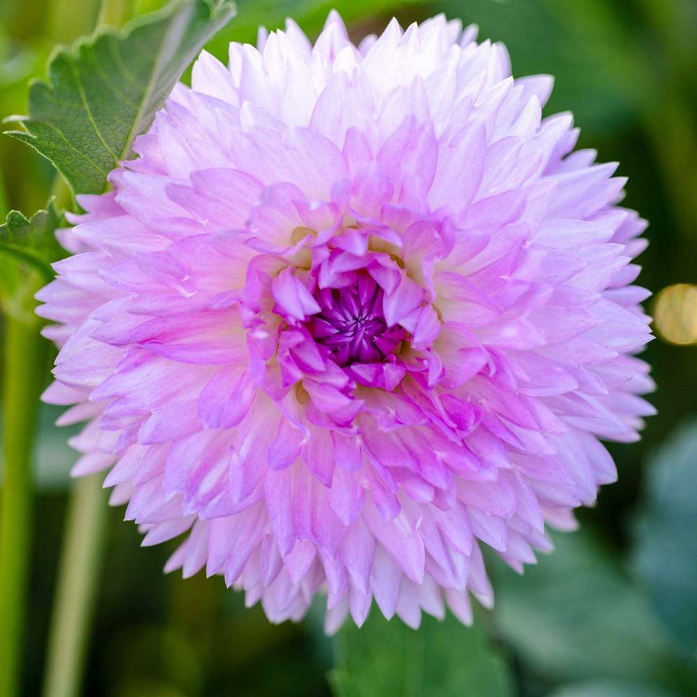 Dahlia 'Sakura Fubuki'